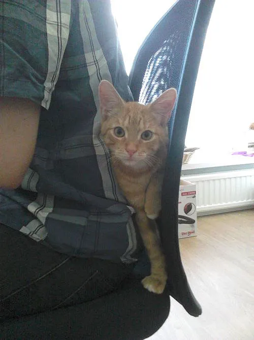 katten kunnen vastlopen' title=