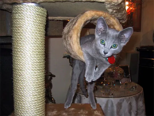 31 gênante manieren waarop katten vast kunnen komen te zitten' title=