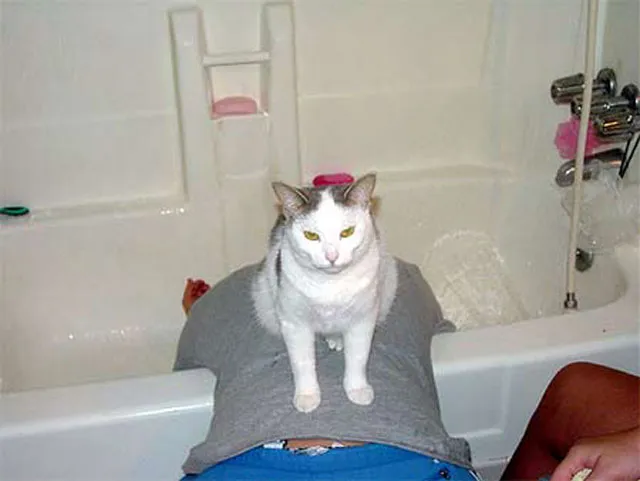 katten kunnen vastlopen' title=