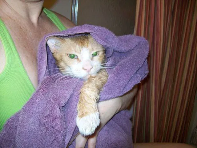 katten kunnen vastlopen' title=