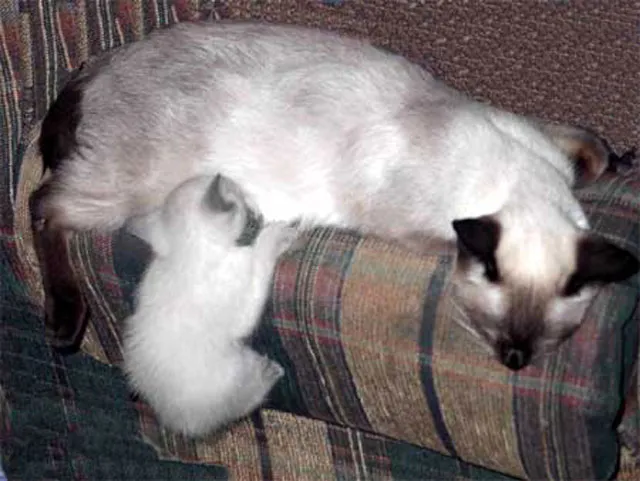 katten kunnen vastlopen' title=