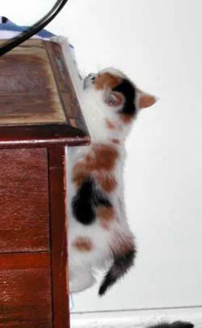 31 gênante manieren waarop katten vast kunnen komen te zitten' title=