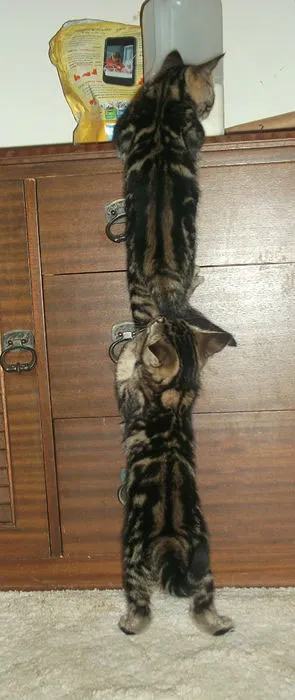 katten kunnen vastlopen' title=