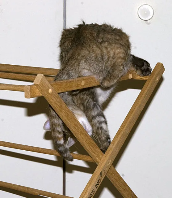 31 gênante manieren waarop katten vast kunnen komen te zitten' title=