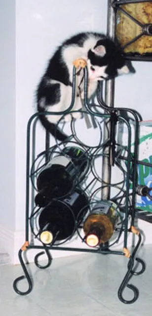 katten kunnen vastlopen' title=