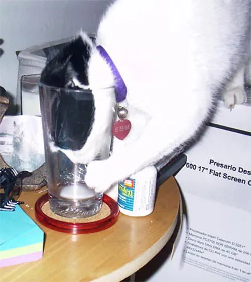 katten kunnen vastlopen' title=