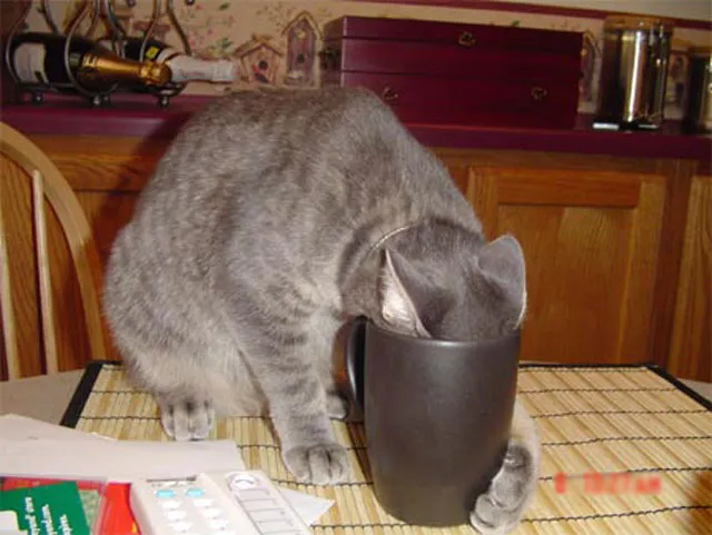 katten kunnen vastlopen' title=