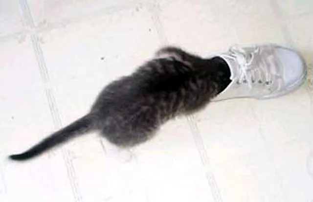 katten kunnen vastlopen' title=