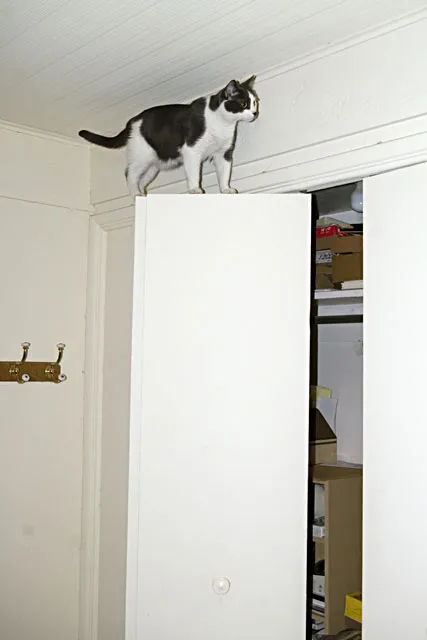 31 gênante manieren waarop katten vast kunnen komen te zitten' title=