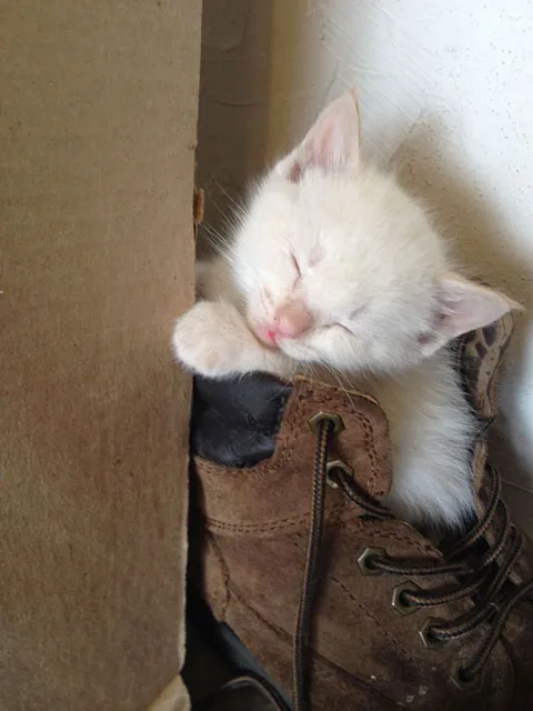 katten kunnen vastlopen' title=