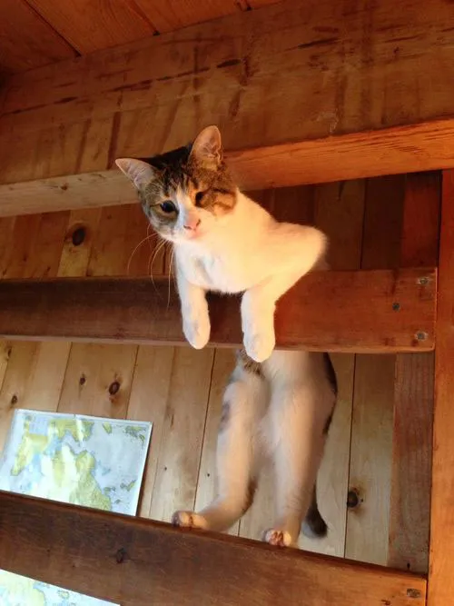 31 gênante manieren waarop katten vast kunnen komen te zitten' title=