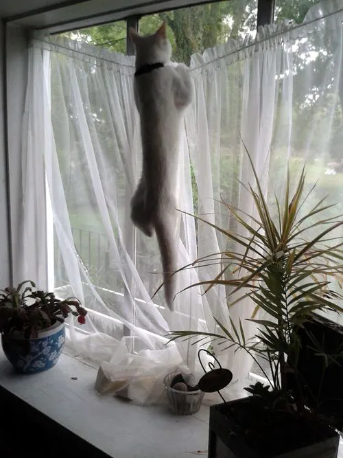 31 gênante manieren waarop katten vast kunnen komen te zitten' title=