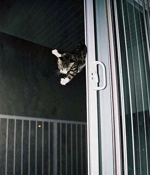 31 gênante manieren waarop katten vast kunnen komen te zitten' title=