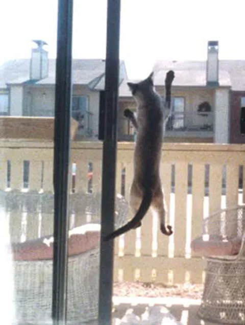 31 gênante manieren waarop katten vast kunnen komen te zitten' title=