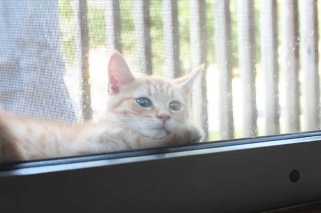 31 gênante manieren waarop katten vast kunnen komen te zitten' title=