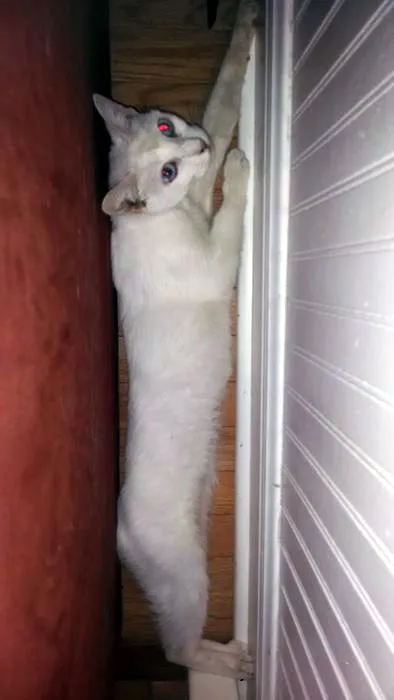 31 gênante manieren waarop katten vast kunnen komen te zitten' title=