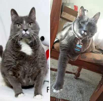 # 14 Ce chat senior de 20 livres était à adopter. Mon cousin l'a ramené à la maison et après un an de saine alimentation, quelques visites chez le vétérinaire et une tonne d'amour, Roger va très bien. Il a perdu plus de 5 kilos et est très actif.