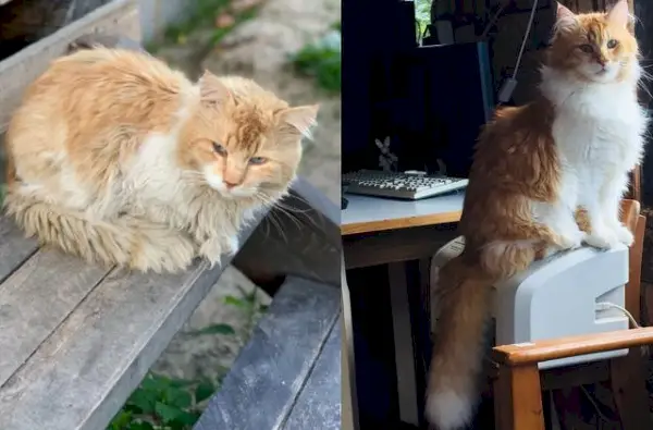 #2 Minha gatinha era uma gata selvagem antes de eu encontrá-la. No dia em que a acolhi, ela estava muito doente e com febre alta. Seus dentes também estavam quebrados e ela não queria ninguém perto dela. Agora você pode ver como está na segunda foto. Do abandonado ao fabuloso!