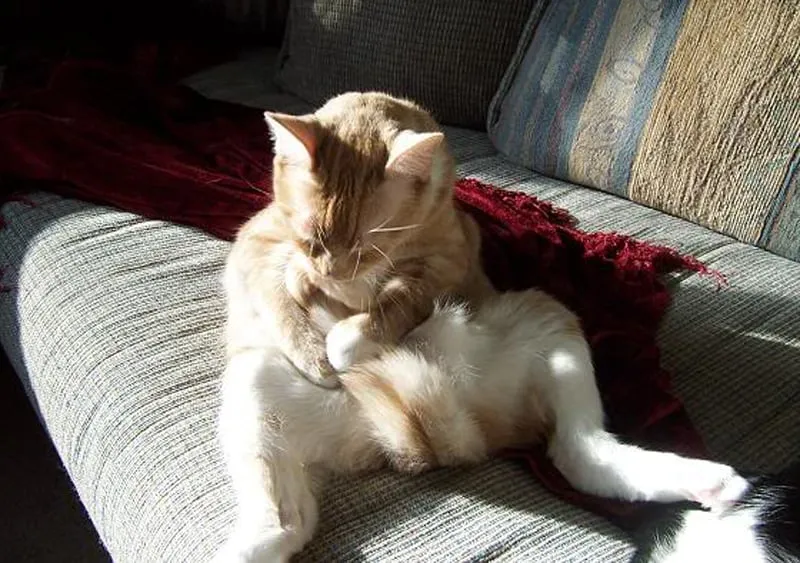 座って伸びをしているオレンジ色の猫' title=