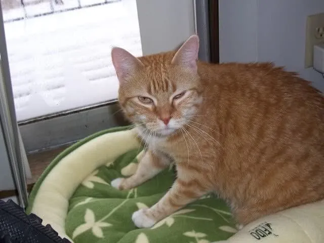 カメラに臭い目を向ける猫' title=