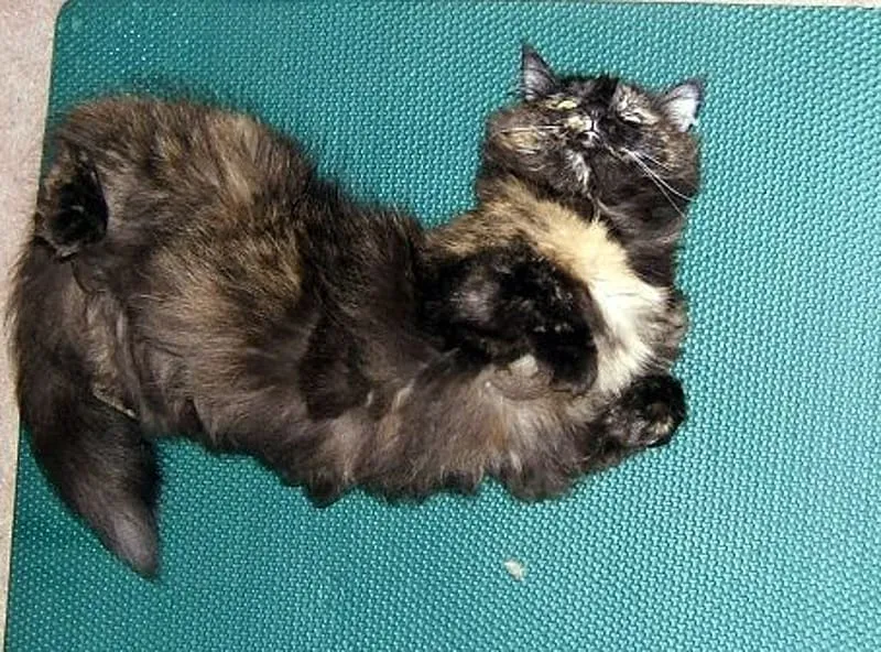 伸びをして非常に奇妙な姿勢をとる黒猫' title=