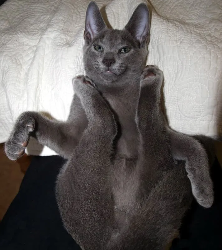 灰色の猫が足を伸ばしています' title=