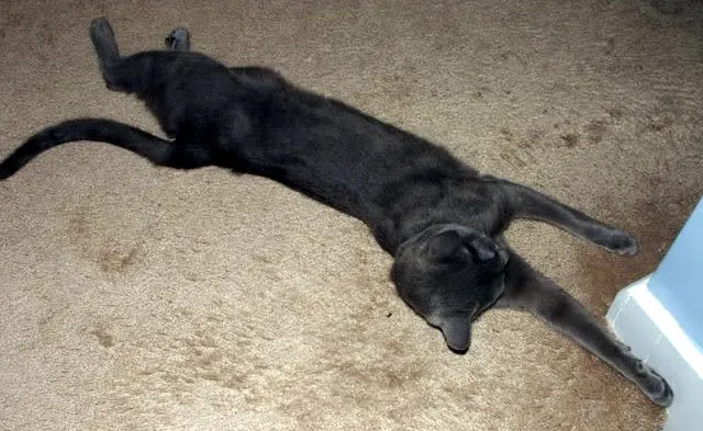 伸びをする黒猫' title=