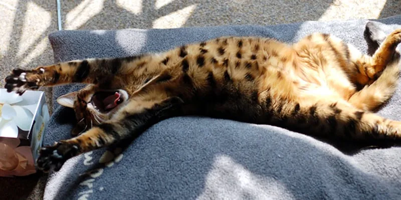 最大限にストレッチする猫' title=