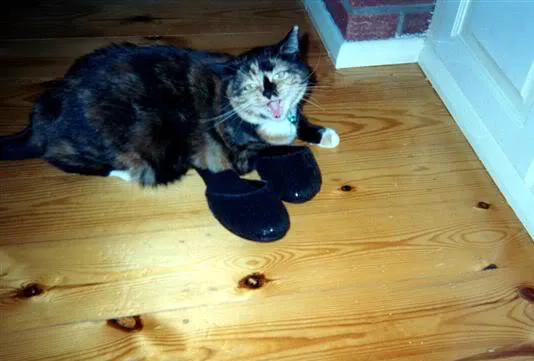 21 תמונות של חתולים אובססיביים לנעליים שיגרמו לך לצחוק' title=