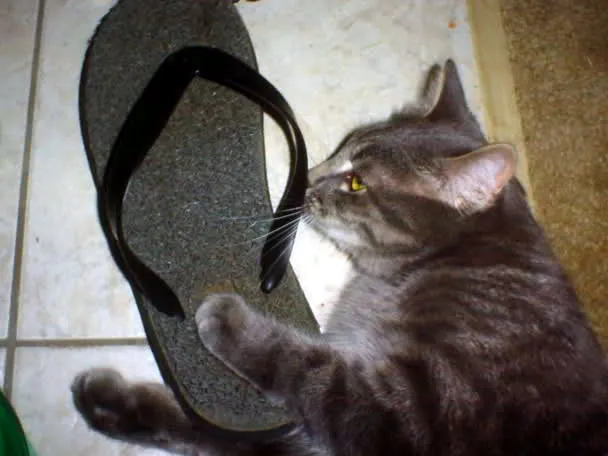 21 תמונות של חתולים אובססיביים לנעליים שיגרמו לך לצחוק' title=