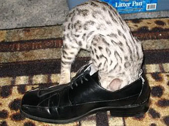 21 תמונות של חתולים אובססיביים לנעליים שיגרמו לך לצחוק' title=