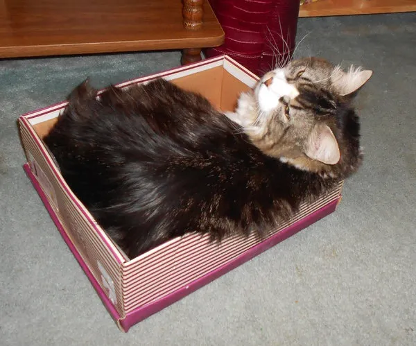 21 תמונות של חתולים אובססיביים לנעליים שיגרמו לך לצחוק' title=