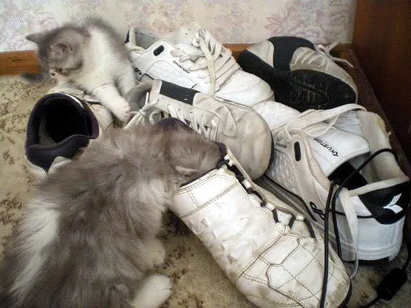 21 תמונות של חתולים אובססיביים לנעליים שיגרמו לך לצחוק' title=