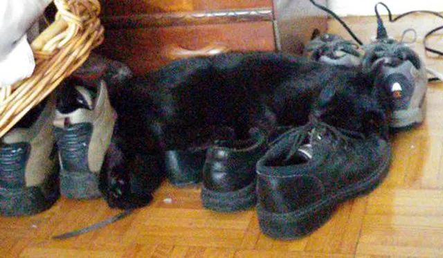 21 תמונות של חתולים אובססיביים לנעליים שיגרמו לך לצחוק' title=