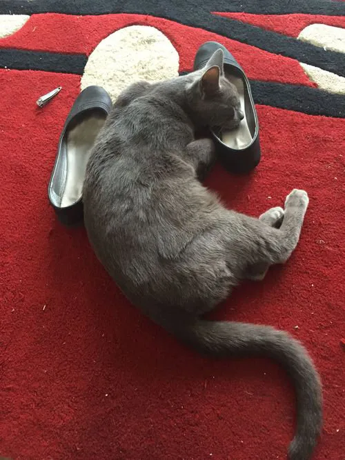 21 תמונות של חתולים אובססיביים לנעליים שיגרמו לך לצחוק' title=