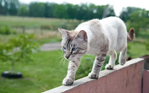 猫のバランス