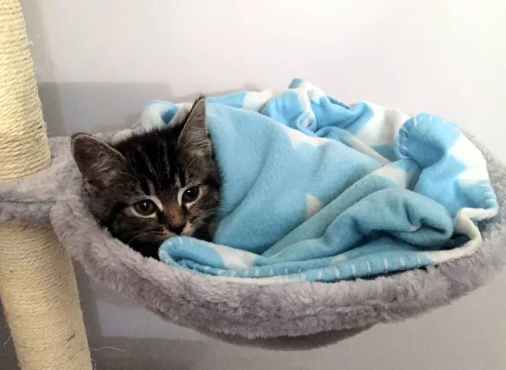 Mačić je u košari ispod dekice na drvetu mačke' title=