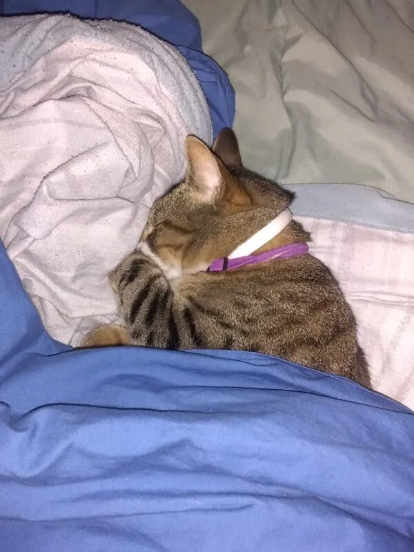 Slatka smeđa maca ušuškana je ispod plavog pokrivača na fotografijama preslatkih mačaka' title=