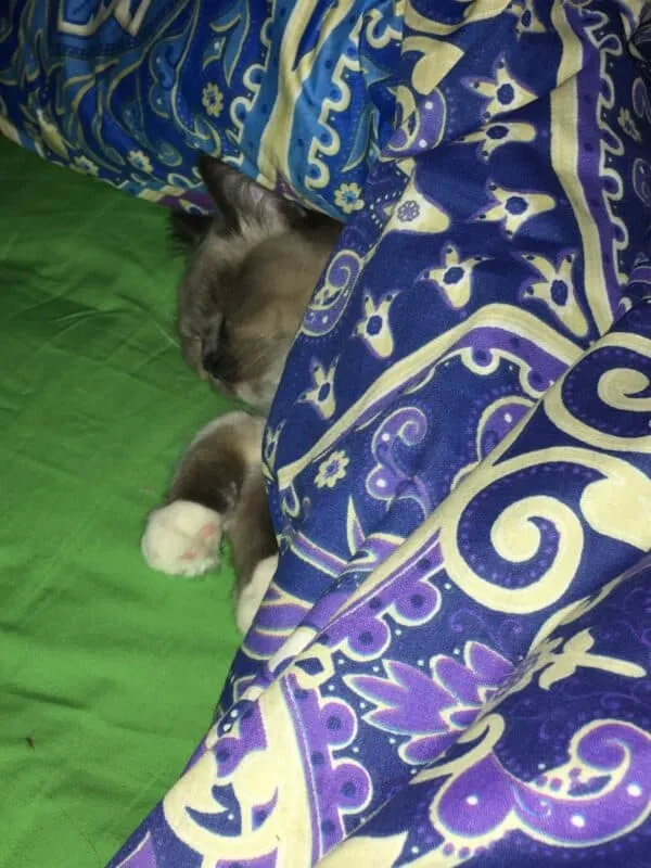 maca koja drijema - fotografije preslatkih mačaka' title=