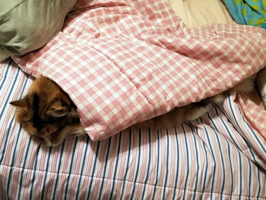 Pahuljasta smeđa maca skriva se ispod dekice, ali je zaspala' title=