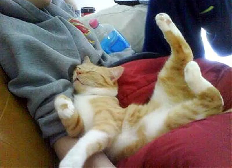 atigrado naranja durmiendo y estirándose' title=