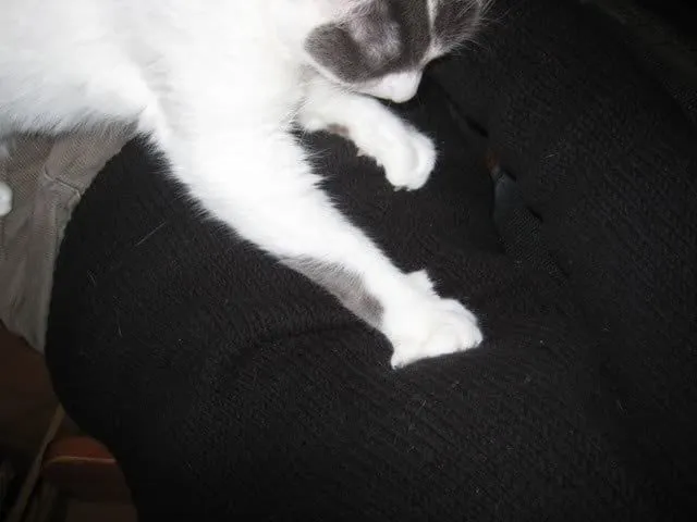 principalmente gato blanco estirándose' title=