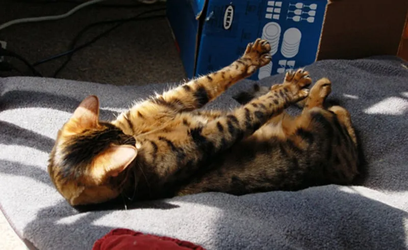 gato acostado boca arriba y estirando los brazos hacia adelante' title=