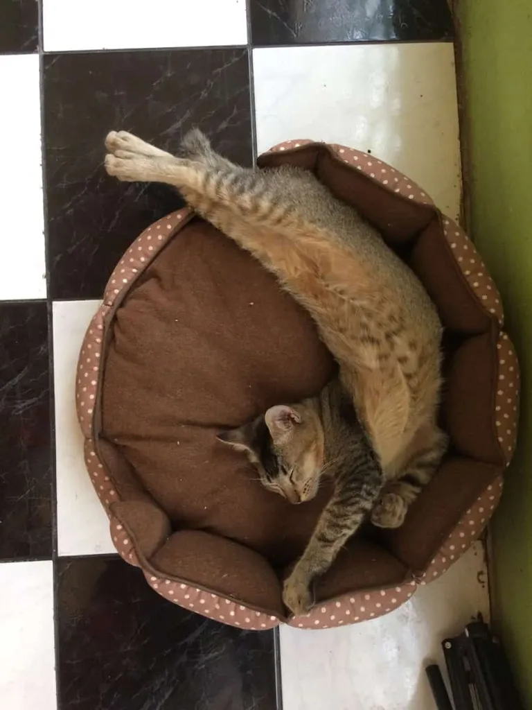 Un gato en una cama para gatos completamente estirado y durmiendo' title=