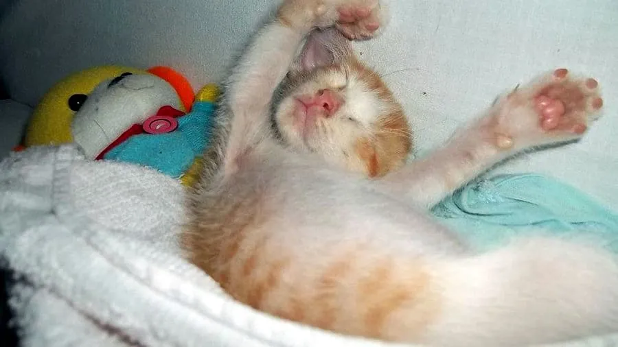 19 gatos divertidos que te enseñarán a estirarte correctamente