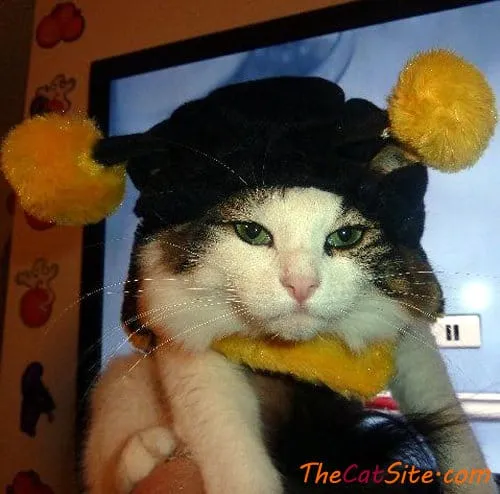 21 قطة ترتدي ملابس ستجعلك تضحك في عيد الهالوين هذا' title=