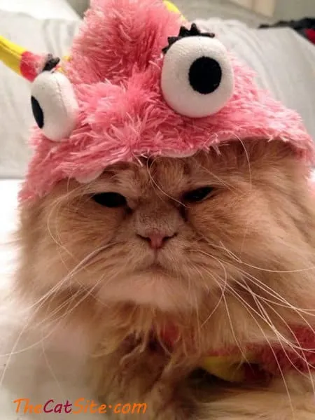 21 قطة ترتدي ملابس ستجعلك تضحك في عيد الهالوين هذا' title=