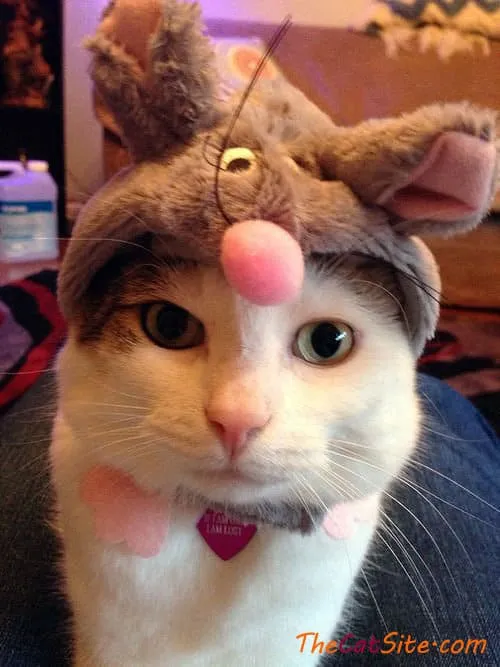 21 قطة ترتدي ملابس ستجعلك تضحك في عيد الهالوين هذا' title=