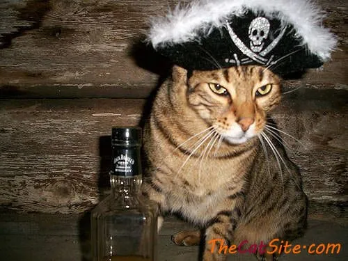 21 قطة ترتدي ملابس ستجعلك تضحك في عيد الهالوين هذا' title=