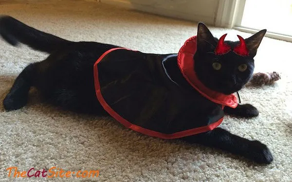 القطط يرتدون ملابس' title=